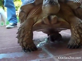 Naughty porn scenes with teens and a tortoise during xxx amateur