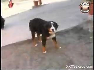 Blonde wife enjoys the dog for zoophilia foreplay