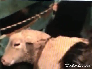 Hot goat sex zoo scenes in brutal manners