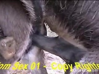 Nice to watch real bestiality fuck between two big farm animals