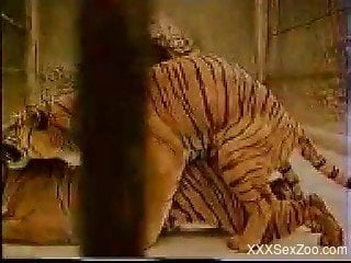 Awesome to see how two wild tigers are fucking in doggy style ...