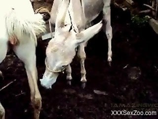 Two horses are about to enjoy extreme sex outdoors