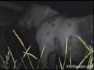 Late night horse porn  with a man addicted to huge dicks