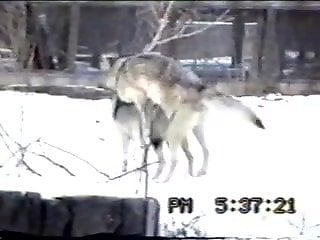 Wolves fucking make this horny zoo lover horny