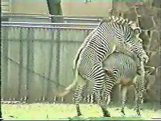 Two zebras enjoying hardcore fucking outdoors