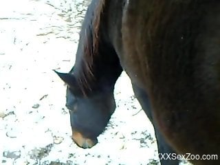Guy feels attracted to the horse's huge dick