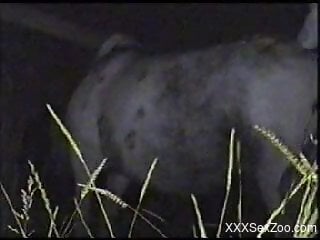 Nighttime mare fucking by a kinky male zoophile