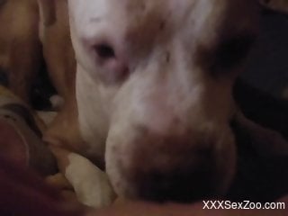 Juicy little pussy getting licked by a dog in POV
