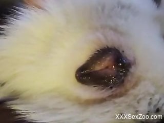 Animal pussy exposed and fingered in an intense way