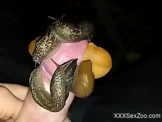 Sexy snails flock to this beautiful cock in HD