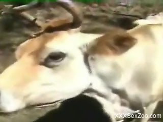Big animal drilled from behind and going ass to mouth