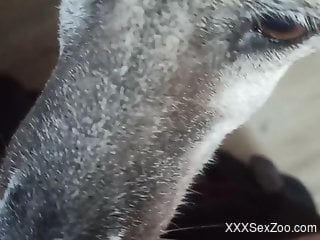 Hot beast enjoying POV oral with a hard boner