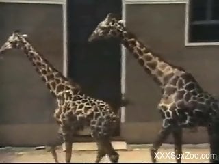 Compilation of the hottest animals just fucking