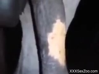 Hot horse cock is being showcased up close too