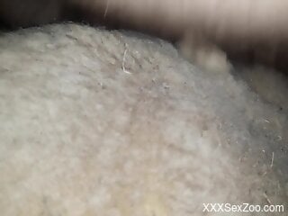 Yet another beast is happy to get fucked hard