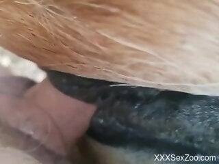 Nude male films himself deep pounding a horse in the pussy