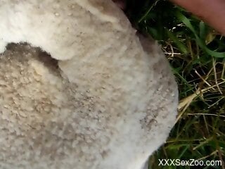 Dude is going to use his cock to ruin a sheep twat
