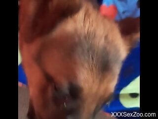 POV zoophilic seduction of a very appealing dog