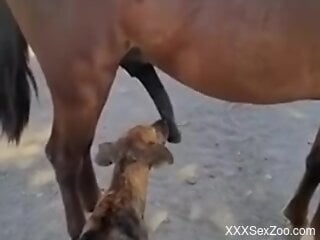 Dog licks horse's huge penis while horny guy films it