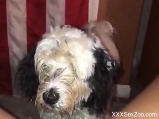 Dog pleases horny woman by licking her pussy until she comes