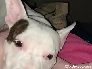 Horny woman loves how her dog licks her clit during a cam show