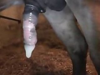 Animal porn and bestiality