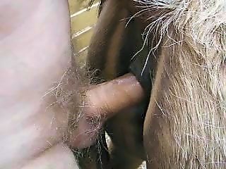 Animal porn videos and ZOO PORN