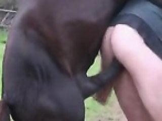 Free Animals Porn Movies
