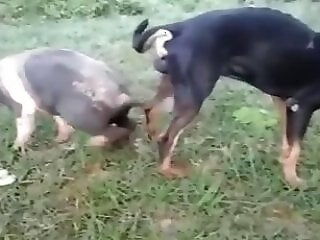 Zooporn Video