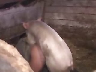 HQ Animal Porn