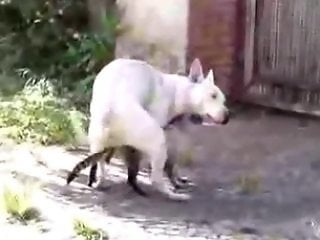 Animal porn videos and ZOO PORN
